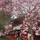 成都旅游 缩略图 8