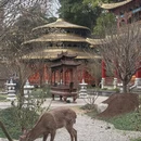 成都旅游 缩略图 7