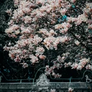成都旅游 缩略图 15