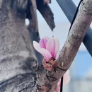 成都旅游 缩略图 7