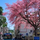 深圳旅游 缩略图 1