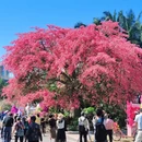 深圳旅游 缩略图 3