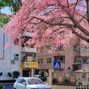深圳旅游 缩略图 2