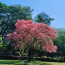 深圳旅游 缩略图 5
