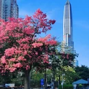深圳旅游 缩略图 15