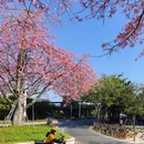 深圳旅游 缩略图 8