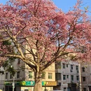 深圳旅游 缩略图 4