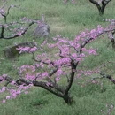 成都旅游 缩略图 1