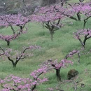 成都旅游 缩略图 3