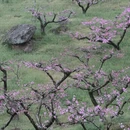 成都旅游 缩略图 2