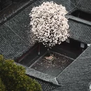 成都旅游 缩略图 2