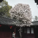 成都旅游 缩略图 4