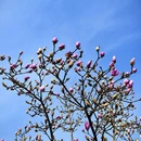 成都旅游 缩略图 15