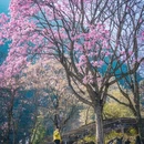 绵阳旅游 缩略图 5