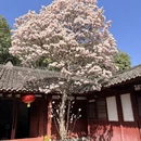 成都旅游 缩略图 7