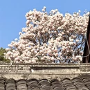 成都旅游 缩略图 5
