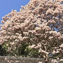 成都旅游 缩略图 16