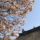 成都旅游 缩略图 15