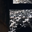成都旅游 缩略图 1