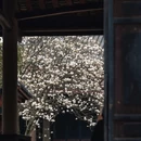 成都旅游 缩略图 7