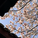 成都旅游 缩略图 1