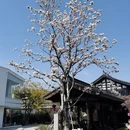 成都旅游 缩略图 10