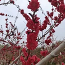 大连旅游 缩略图 5
