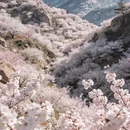 青岛旅游 缩略图 4
