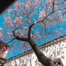 苏州旅游 缩略图 7