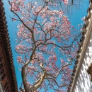 苏州旅游 缩略图 4