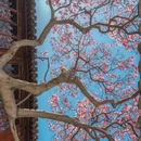 苏州旅游 缩略图 11