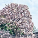 金华旅游 缩略图 4