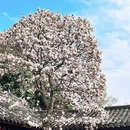 金华旅游 缩略图 9