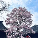 金华旅游 缩略图 7