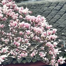 金华旅游 缩略图 13