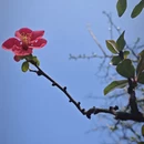 成都旅游 缩略图 2