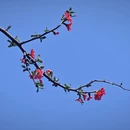 成都旅游 缩略图 9