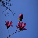 成都旅游 缩略图 14