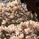 成都旅游 缩略图 9