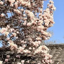 成都旅游 缩略图 12