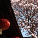 成都旅游 缩略图 4