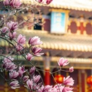 成都旅游 缩略图 8