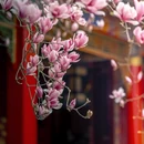 成都旅游 缩略图 3