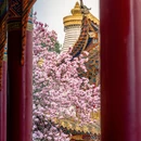 成都旅游 缩略图 6