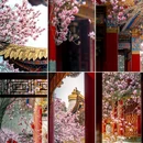 成都旅游 缩略图 1