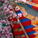成都旅游 缩略图 9