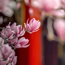 成都旅游 缩略图 10