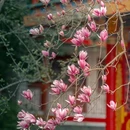 成都旅游 缩略图 11