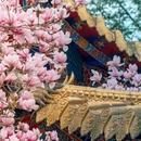 成都旅游 缩略图 12