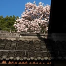 成都旅游 缩略图 6